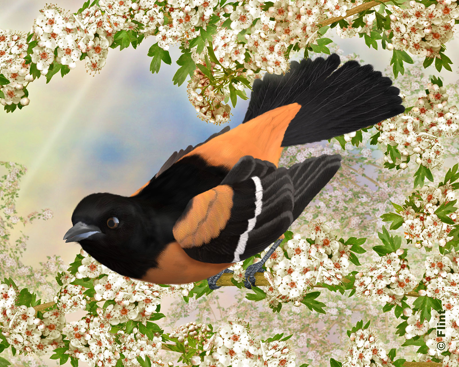 Peaceful Blossoms.jpg