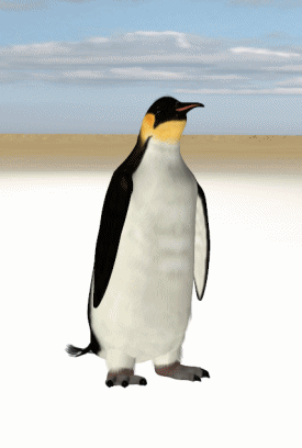 PENGUIN-FIRST-WALK-ANIMATION.gif