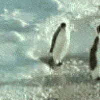 penguin--slap.gif