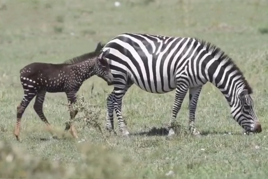 Photographer-Spots-Rare-Baby-Zebra-with-Spots-Instead-of-Stripes.jpg