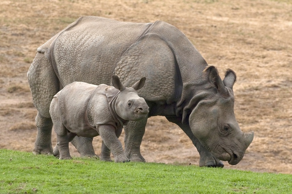piccolo-rinoceronte-con-la-madre_small.jpg