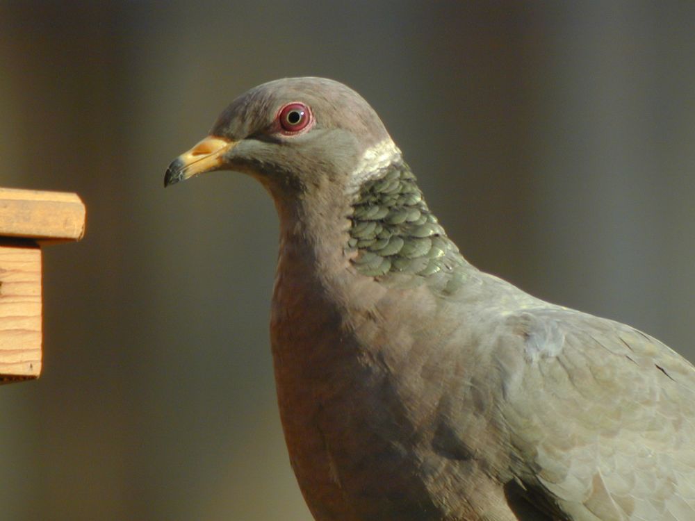 Pigeon, Band-tailed6.jpg