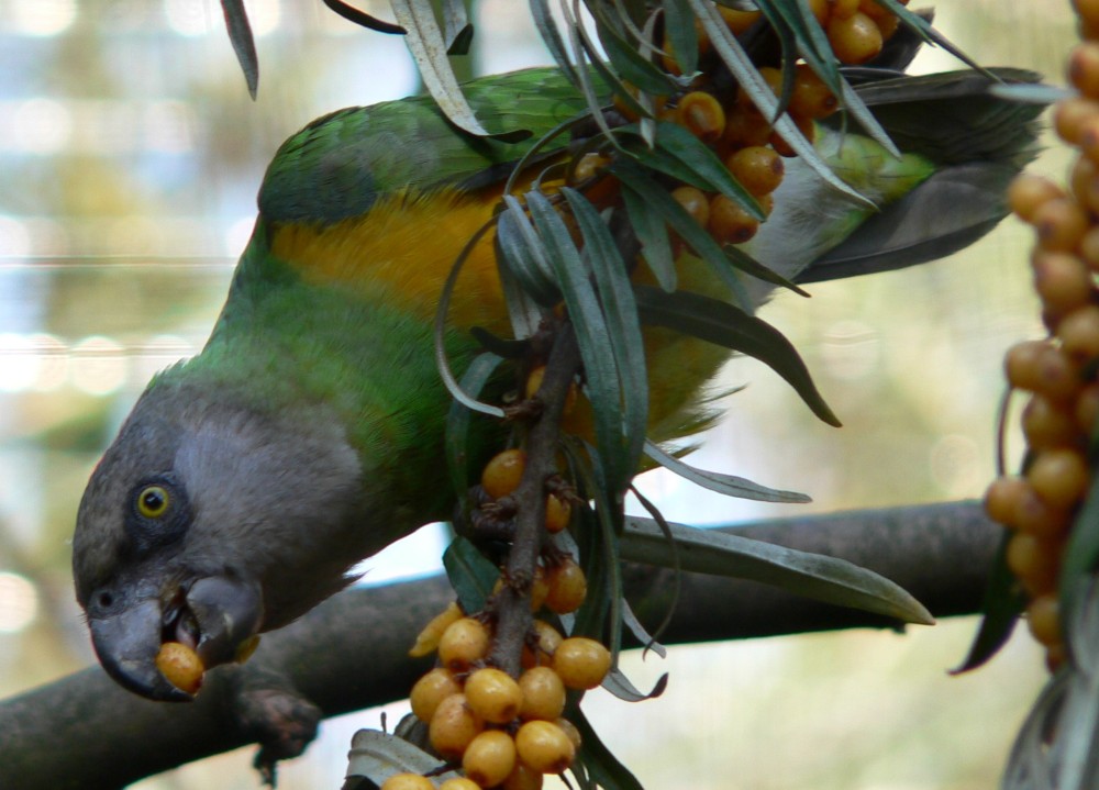 Poicephalus(Senegal parrot) - Papagei_Mohrkopfpapagei_0509182.small.jpg