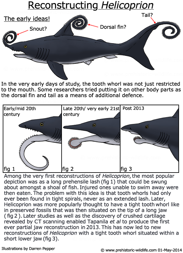 reconstructing-helicoprion.jpg