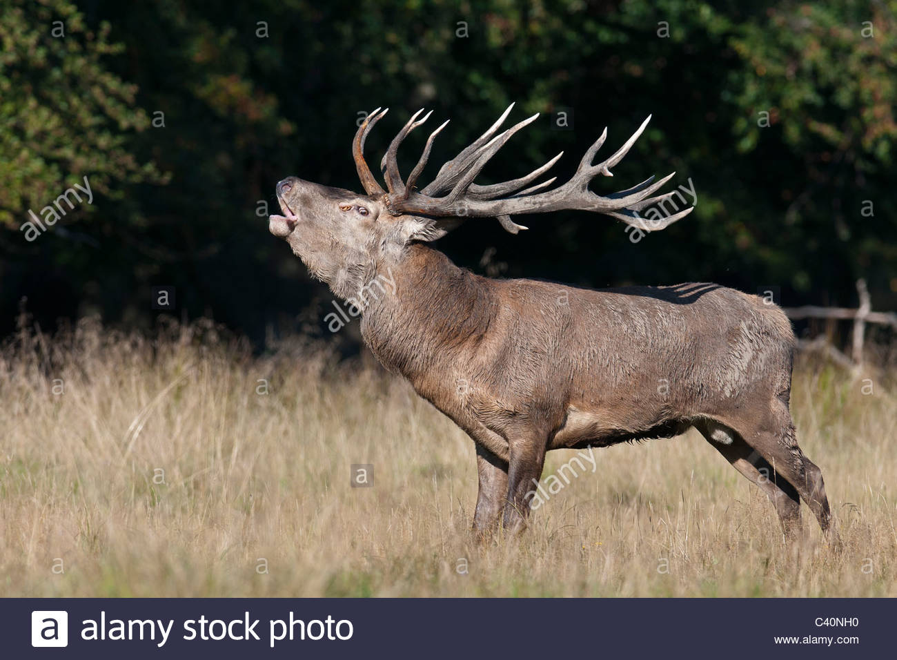 red-deer-buck-cervus-elaphus-in-the-fall-time-with-big-beautiful-antlers-C40NH0.jpg