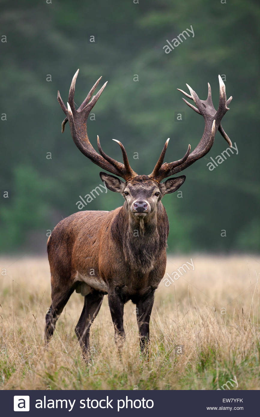 red-deer-cervus-elaphus-stag-with-huge-antlers-in-grassland-at-forests-EW7YFK.jpg