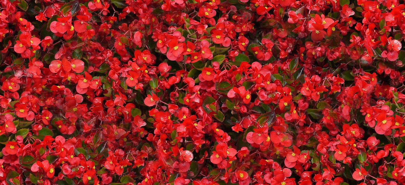 red-flowers-1344068722STc.jpg