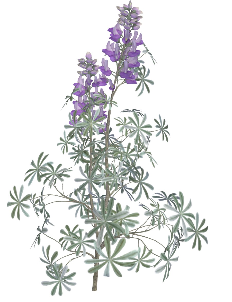Render1.jpg