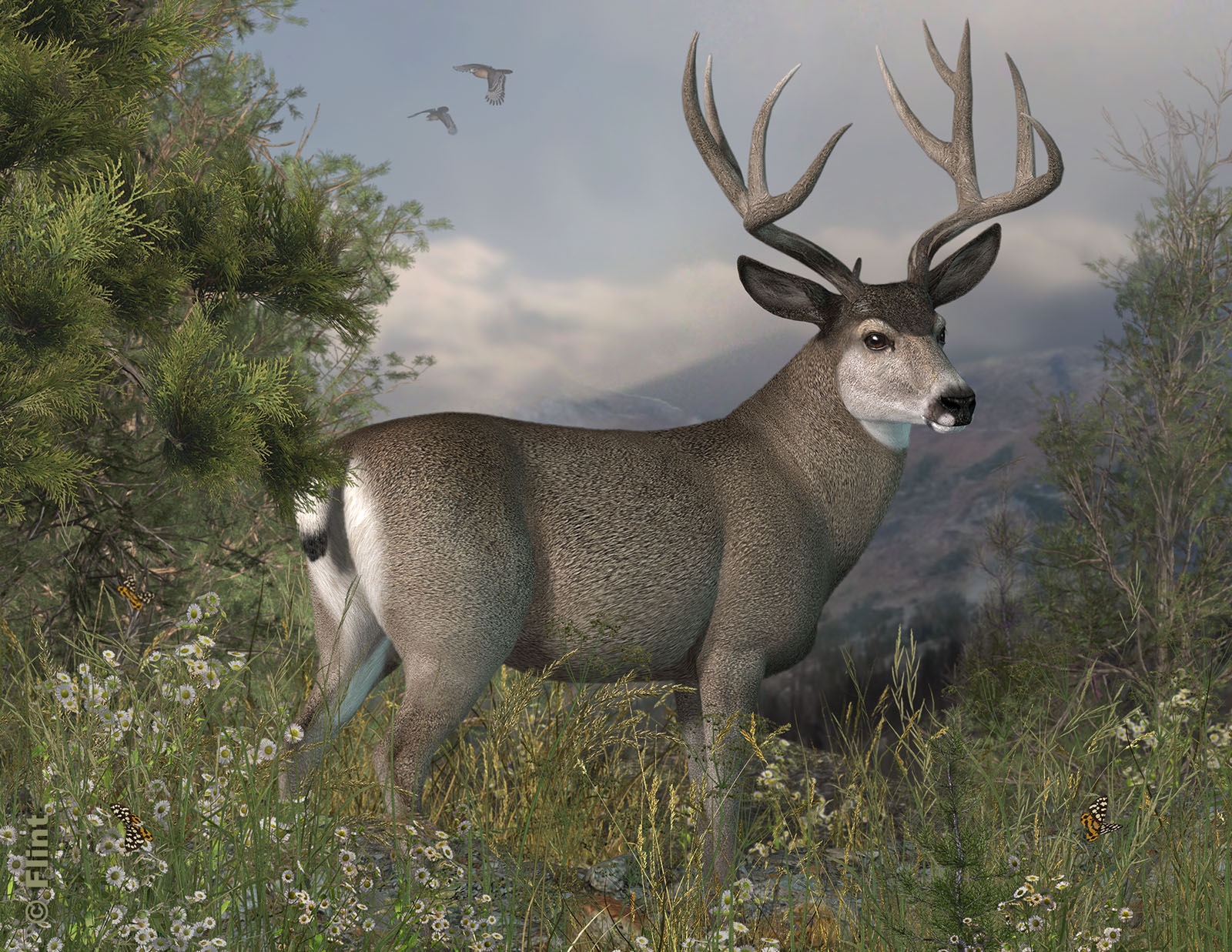Rocky Mountain Mule Deer.jpg