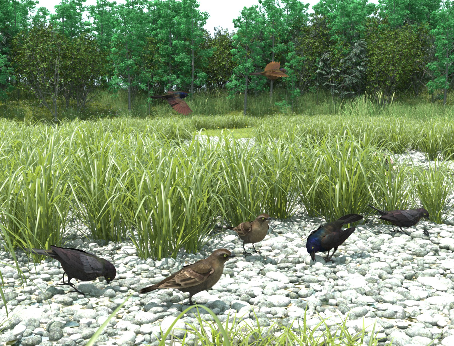 Rusty Blackbirds and Common Grackles.jpg