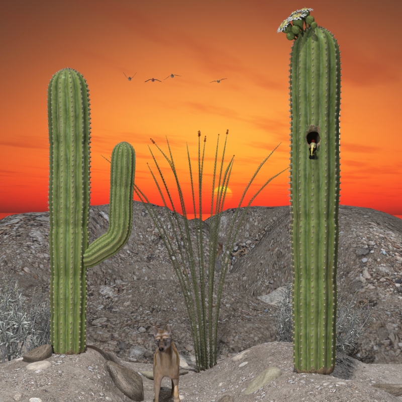 Saguaro.jpg