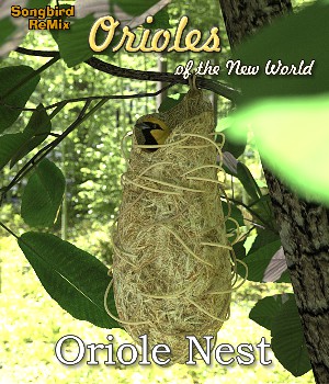 SBRM_OrioleNest_Thumb2.jpg