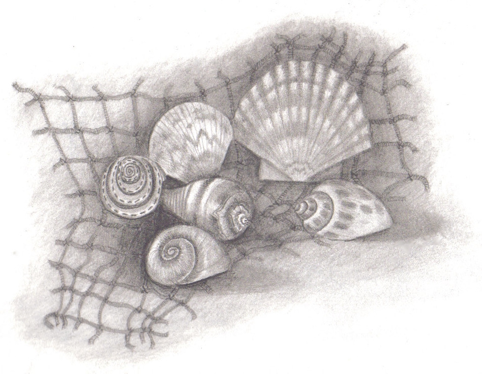 shells-with-net.jpg