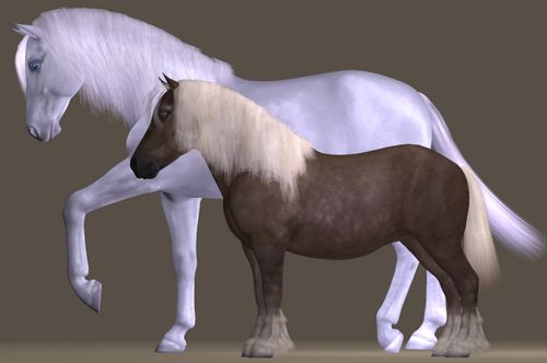 SHETLAND PONY HH.jpg