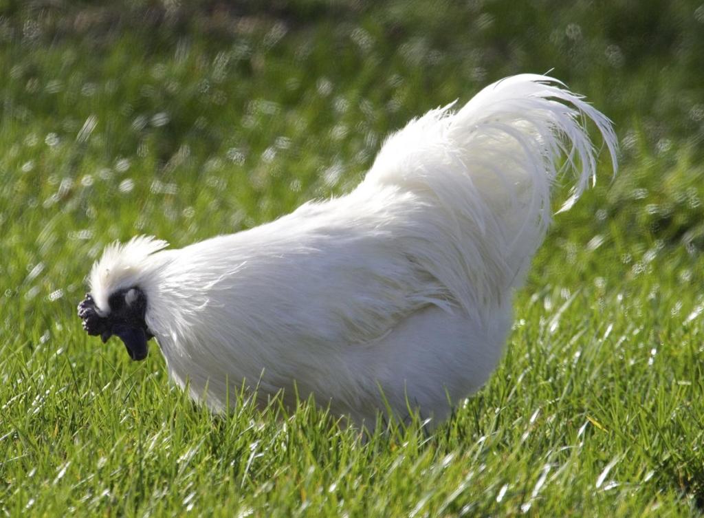 silkie-chicken rooster small.jpg