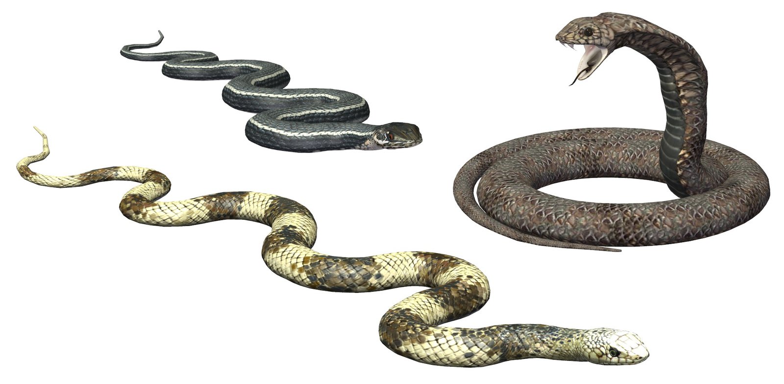 snakeswip.jpg