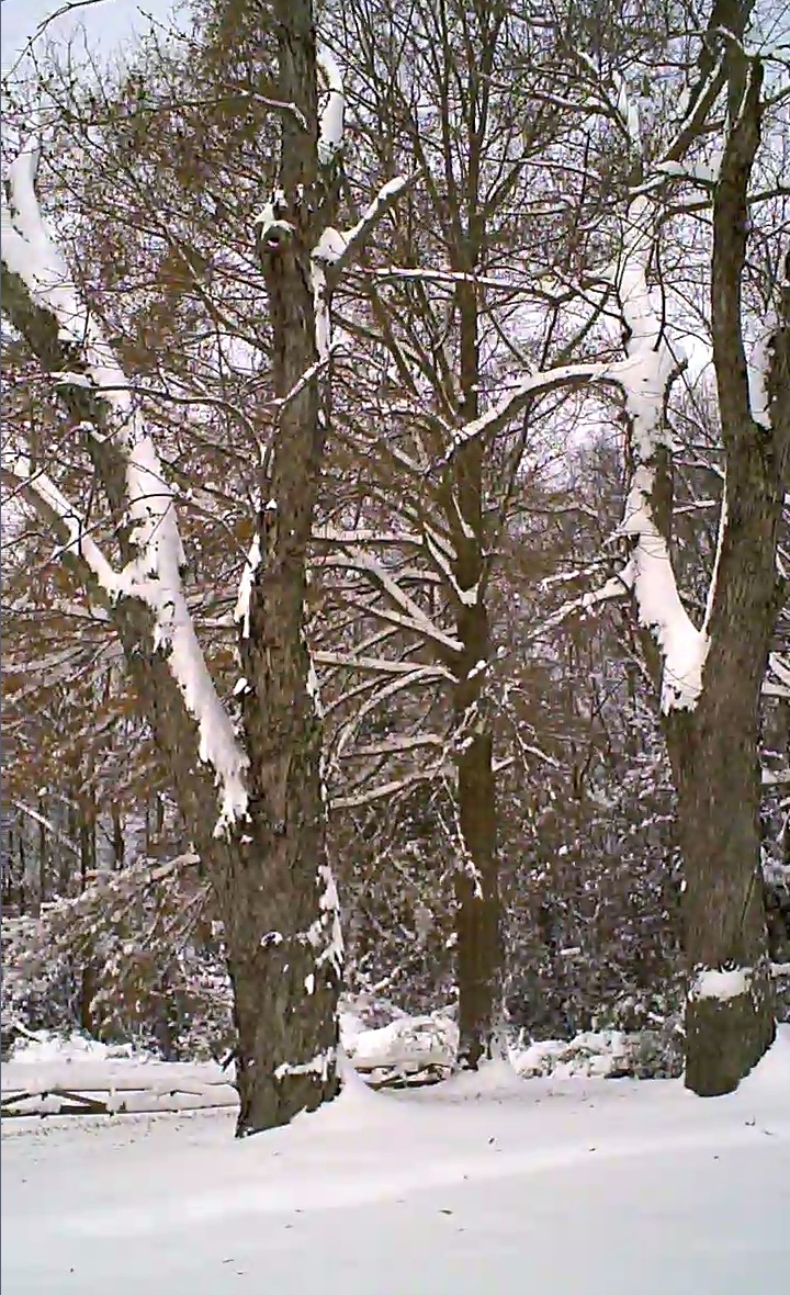 snow--11--trees.jpg