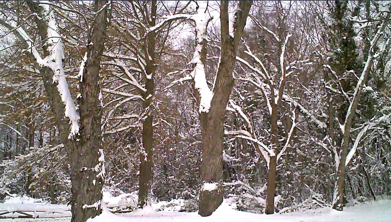 snow--26--trees.jpg