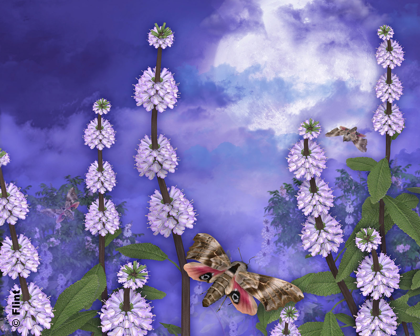 Softly In the Night.jpg