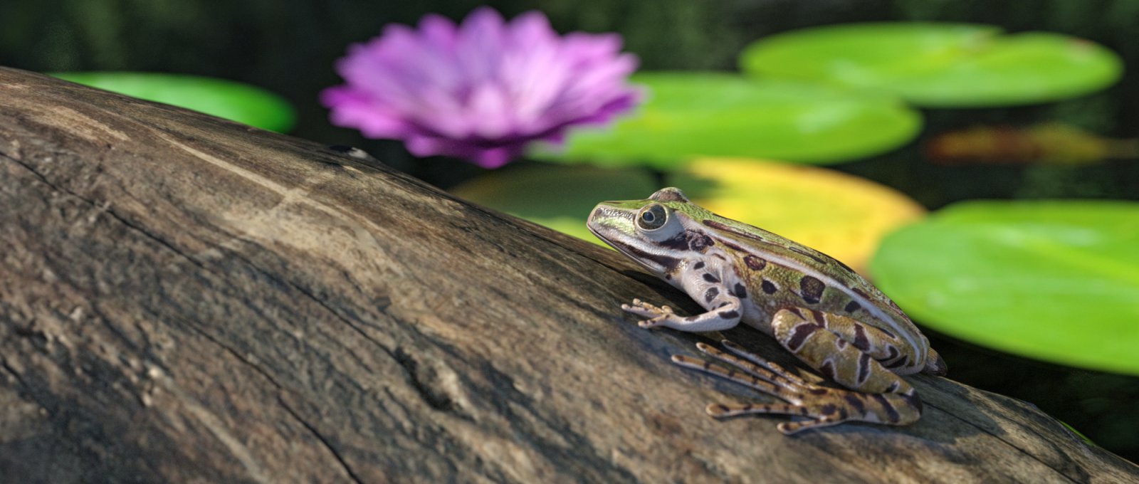 Southern Leopard Frog S.jpg