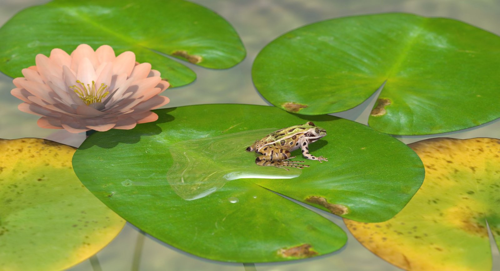 SouthernLeopardFrog.jpg