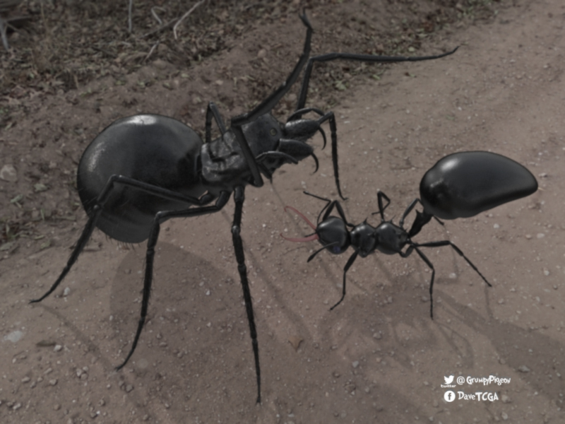 Spider v Ant.jpg