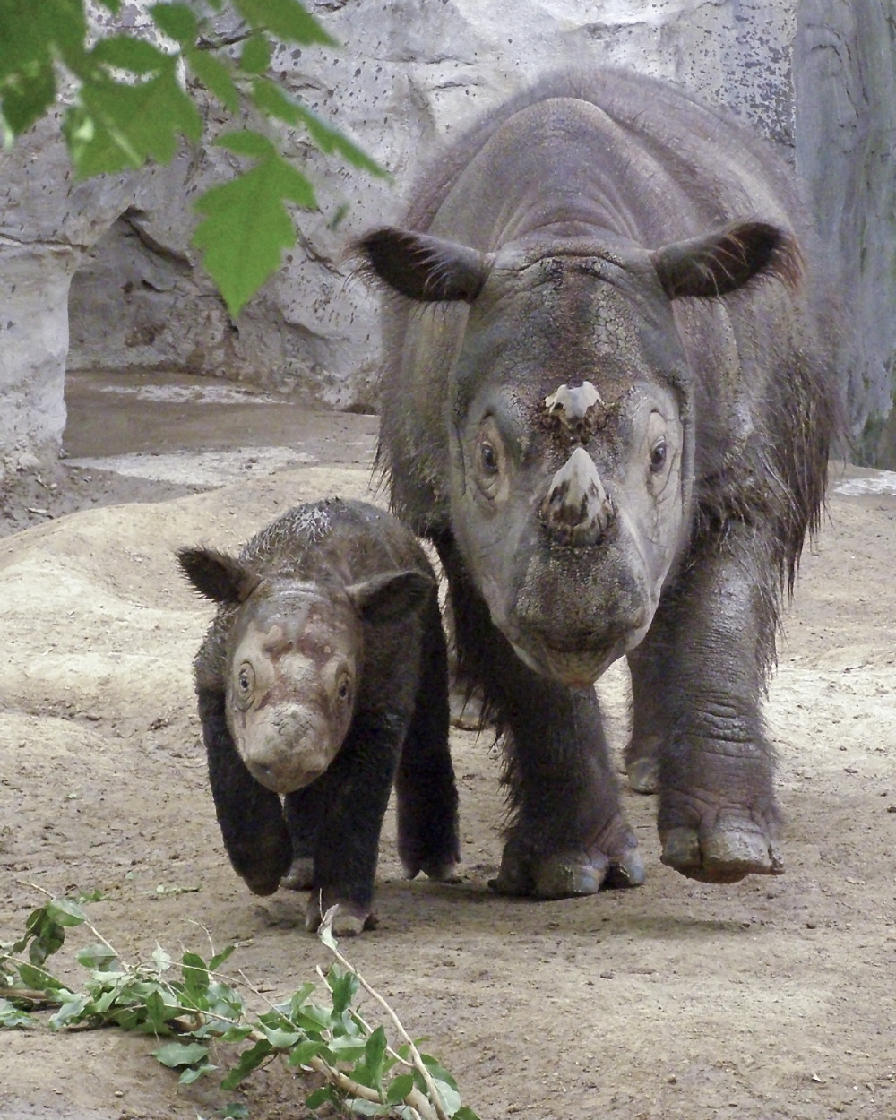 Sumatran_Rhino_small.jpg