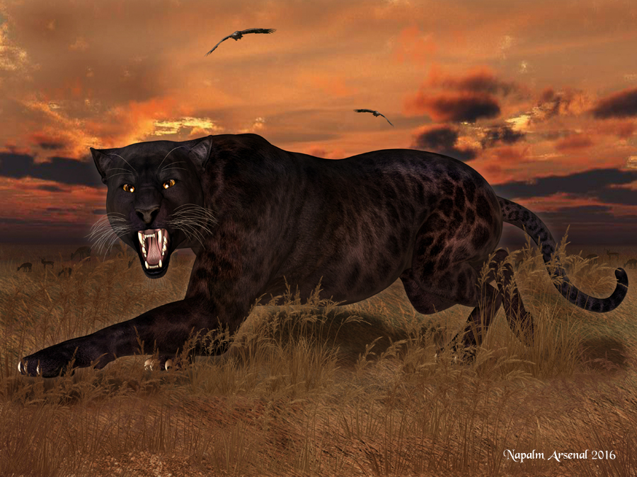 Sunset Serengeti Cat copy.jpg