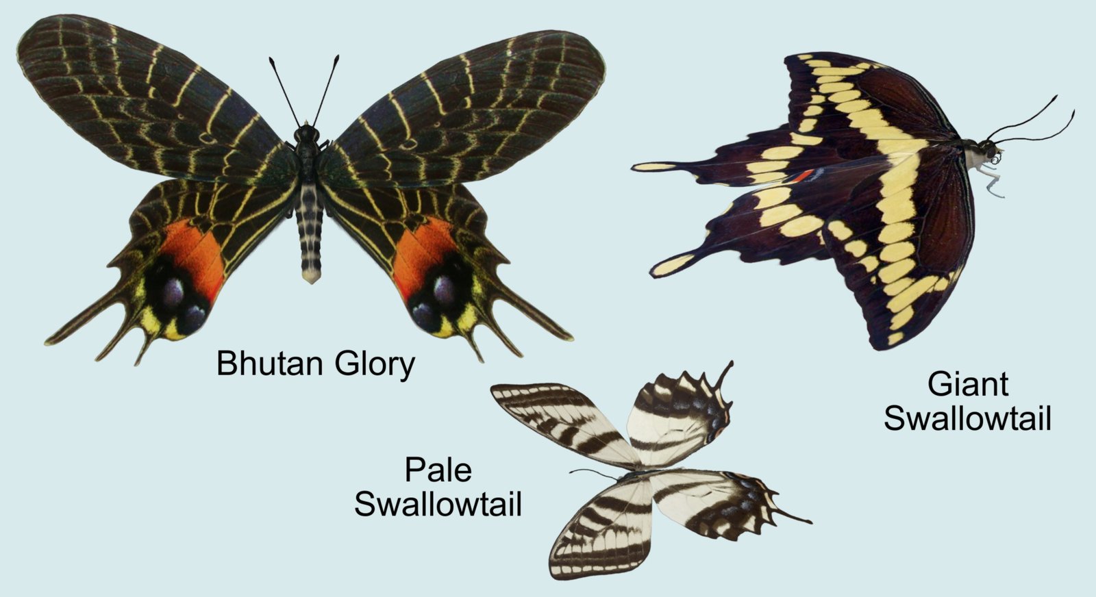 swallowtails.jpg