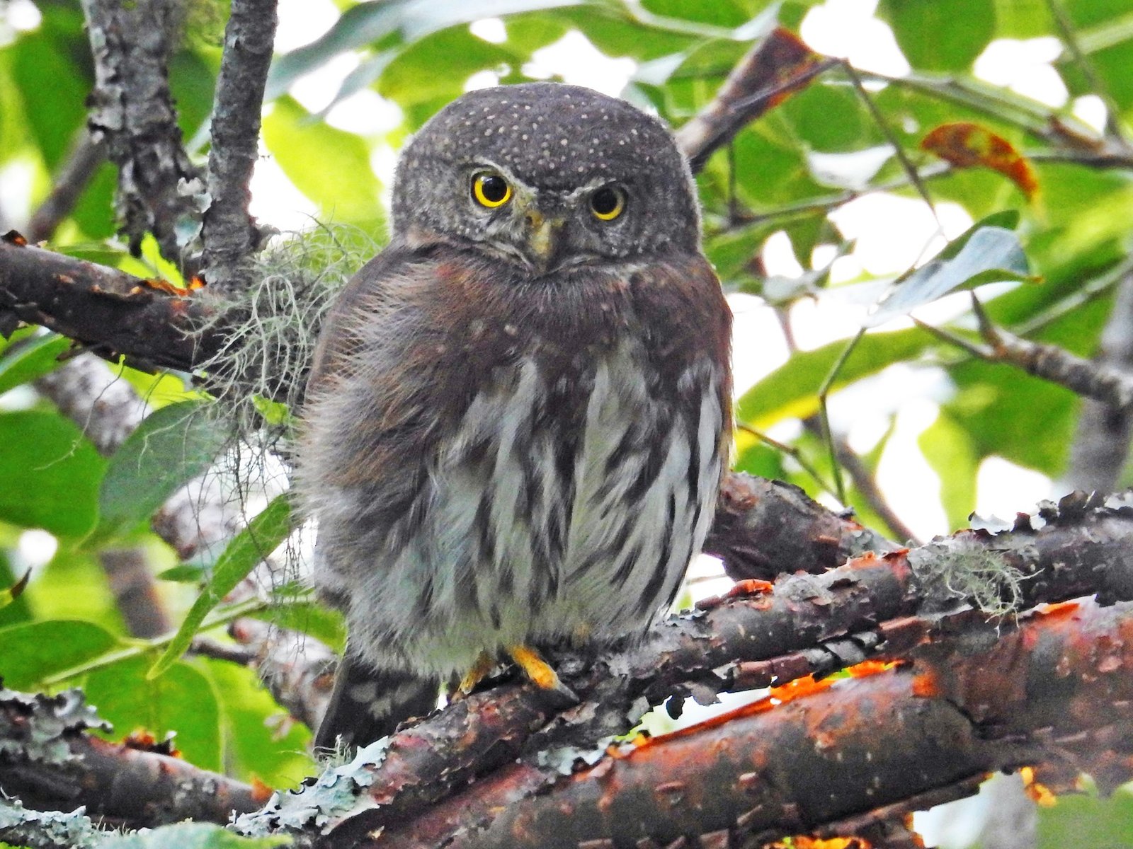 Tamaulipas pygmy owl (Glaucidium sanchezi).jpg
