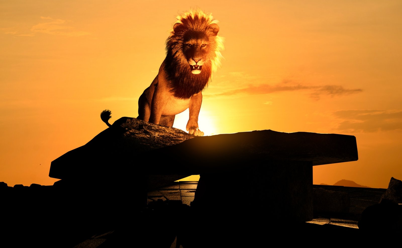 The lion wakes at dawn.jpg