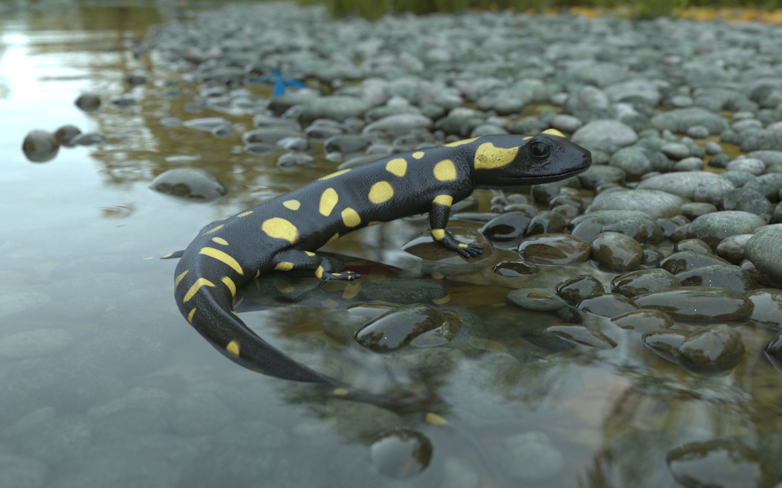 Tiger Salamander2.jpg