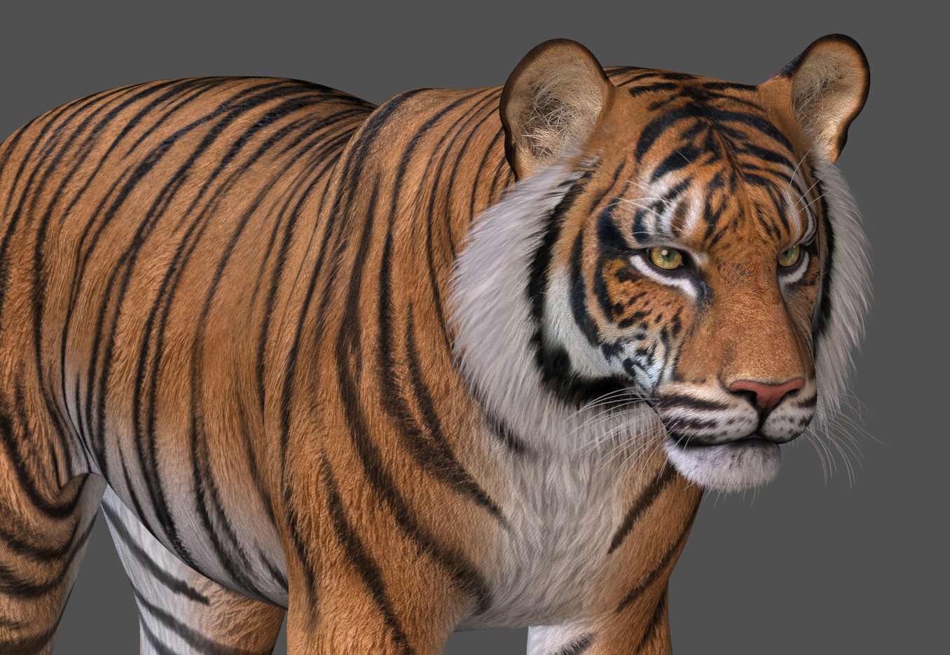 TigerBaseSF3.24a.jpg