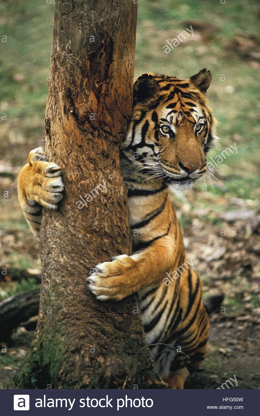 TigerClimbing02.jpg
