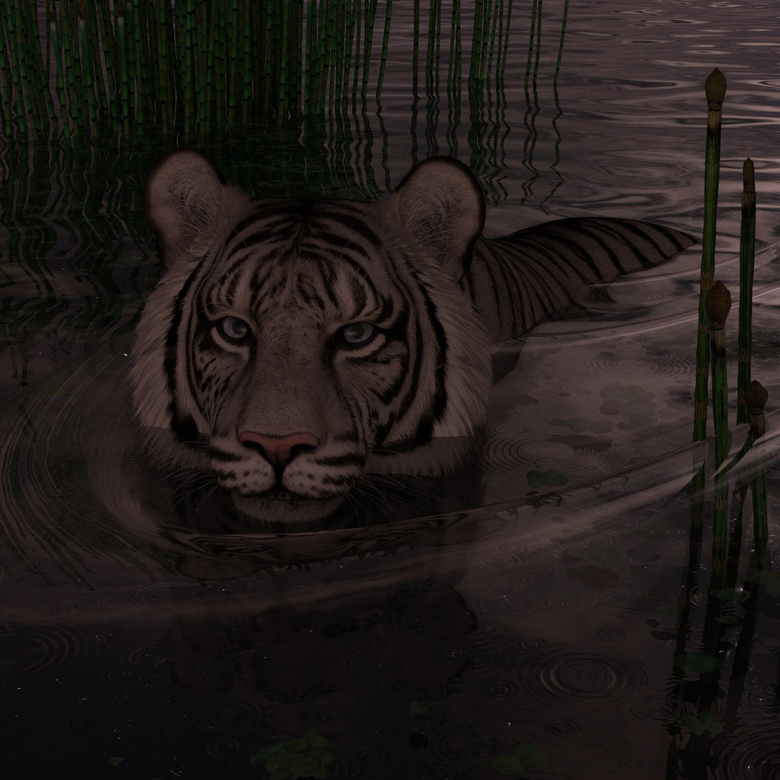 TigerSwimming.jpg