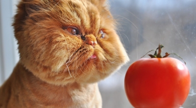 tomato-cat.jpg
