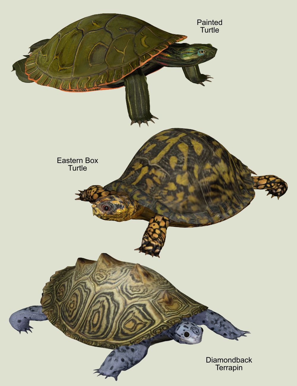 turtleteaser.jpg