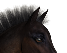 Upright Forelock.png