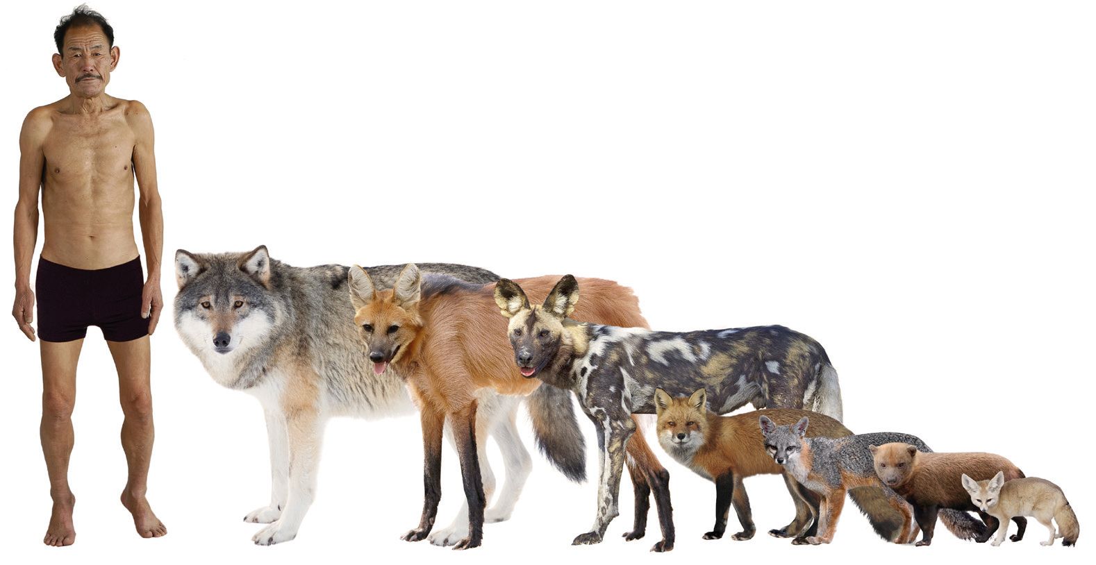 Variety of size and body shape in Canids.jpg