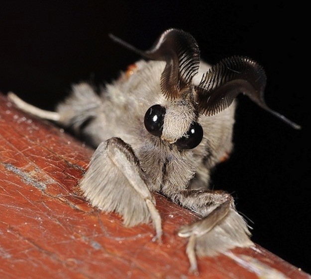 Venezuelan Poodle Moth real.jpg