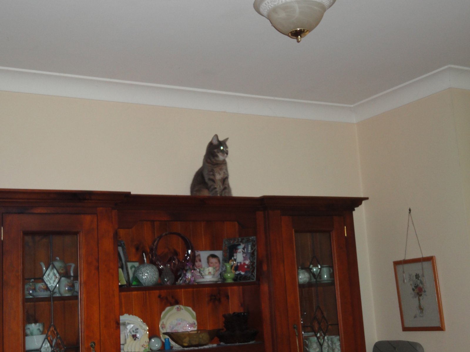 vesper on top of dresser1.jpg