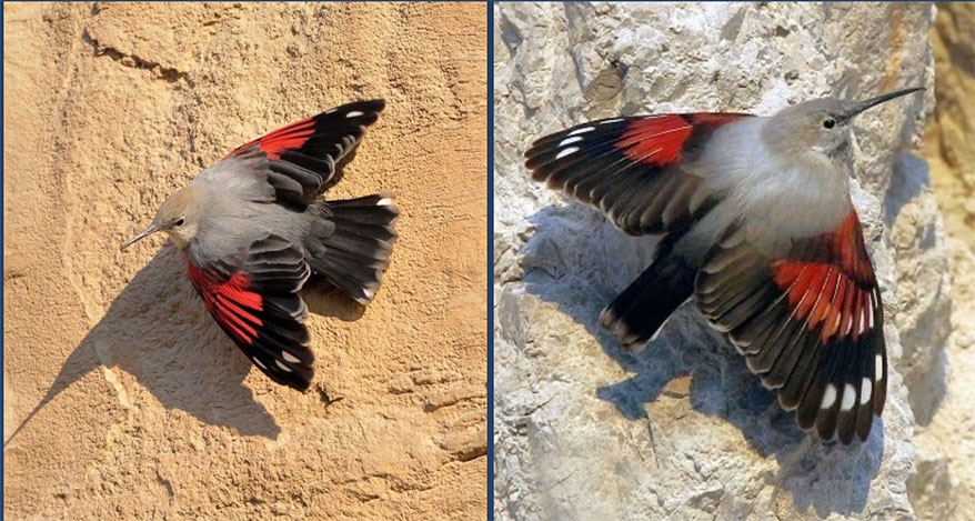 wallcreeper.jpg