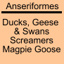 Waterfowl (Order Anseriformes).png
