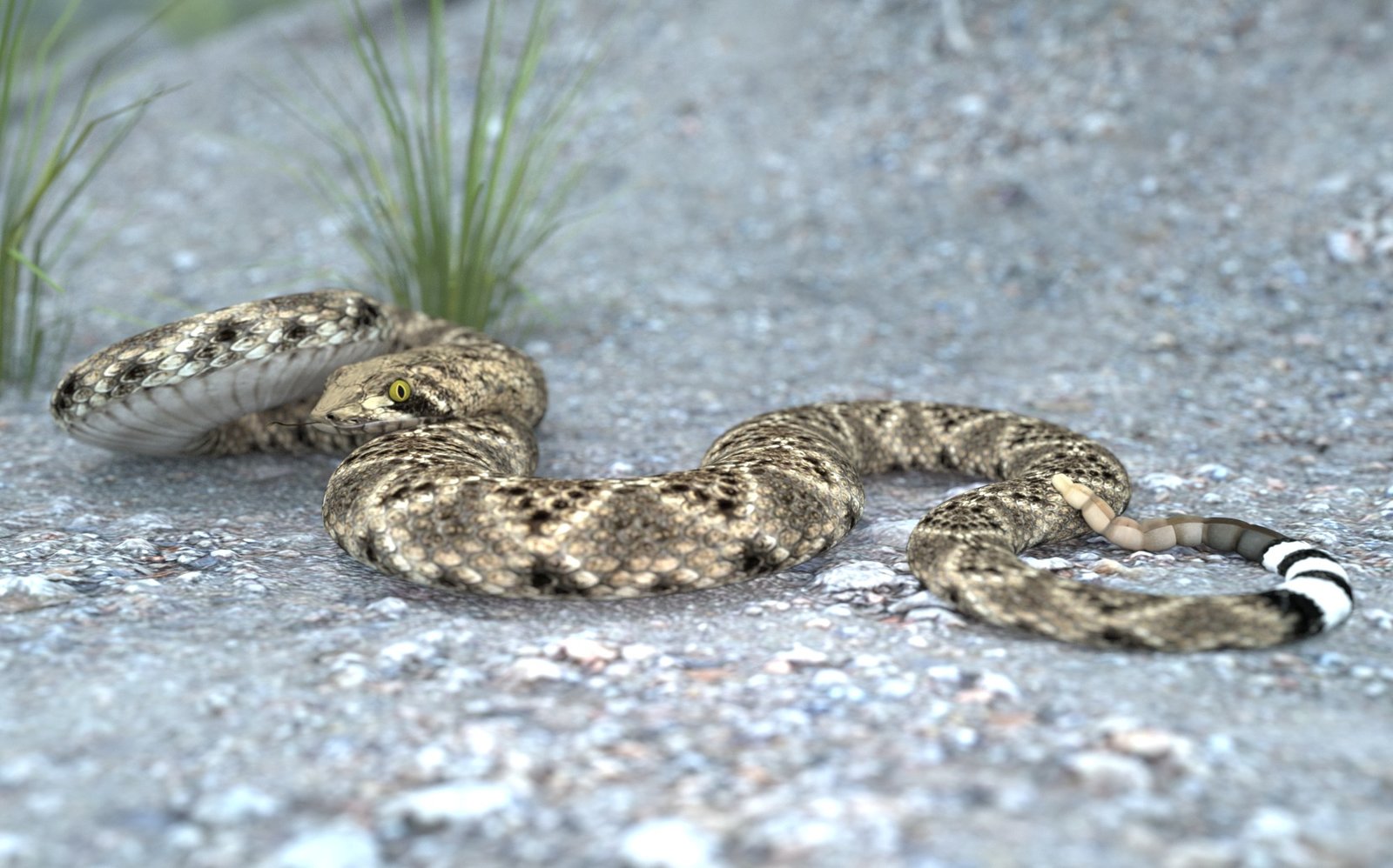 Western diamondback-sagebrush wide.jpg
