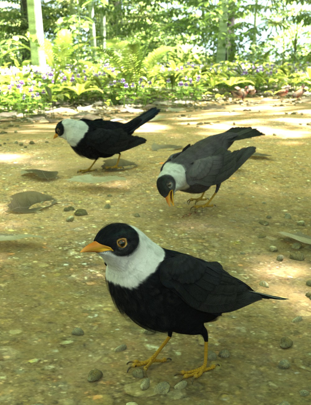 white-collared blackbird-main.jpg
