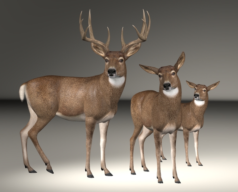 Whitetail Deer.jpg