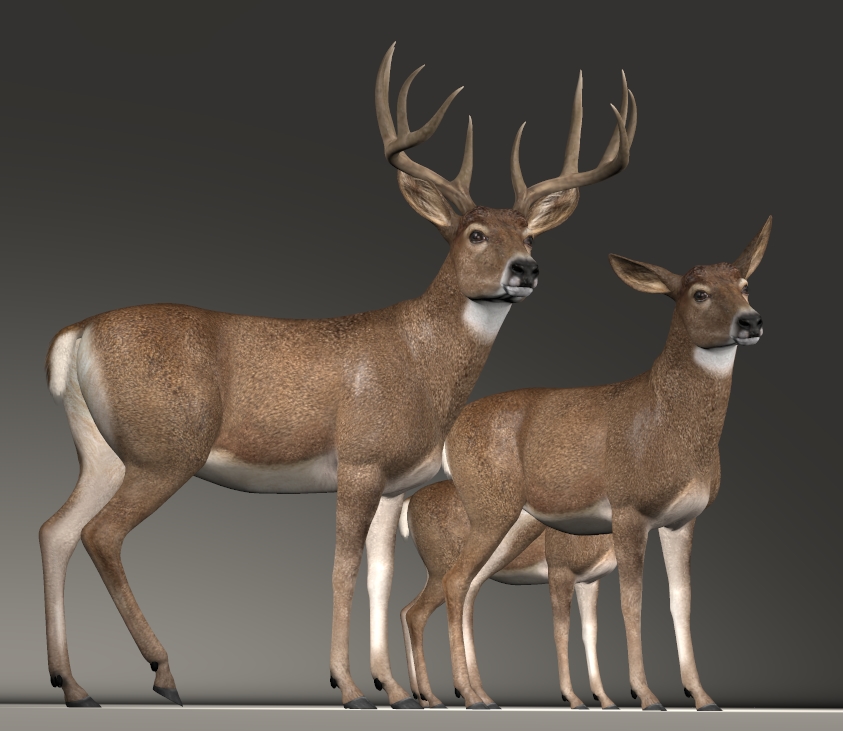 Whitetail Deer - neck adjust.jpg