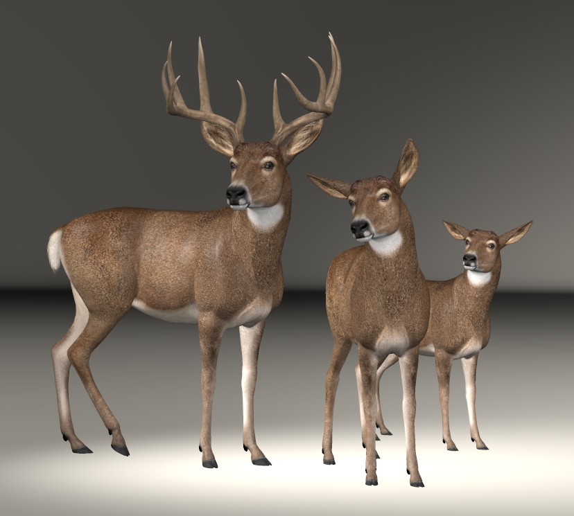 Whitetail Deer - neck adjust2.jpg