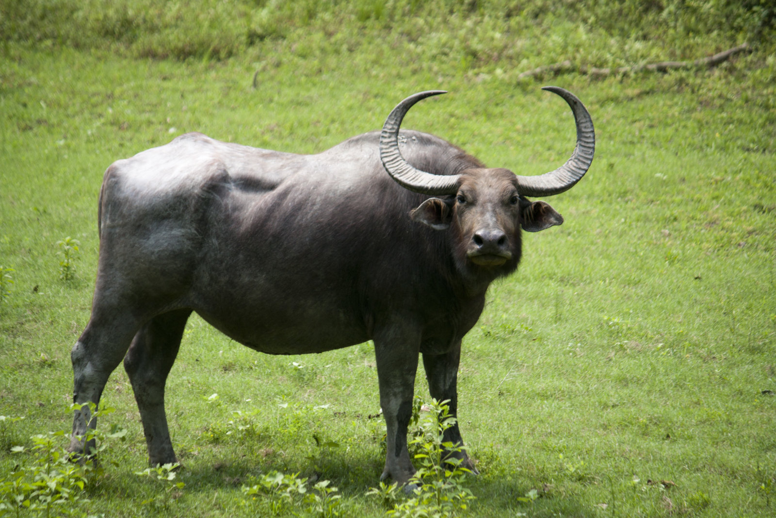 wild-buffallo.jpg