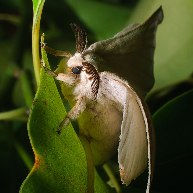 Wild silk moth Bombyx mandarina.jpg
